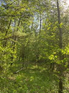 4 Acres For Sale Along Kettle River in Willow River MN - image 9