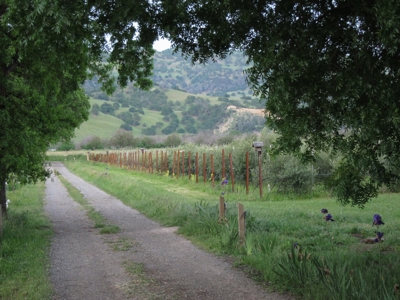 Northern California Country Home & Barn on Acreage For Sale - image 9