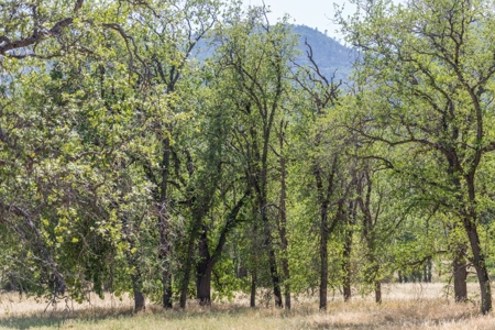 Northern California Country Home & Barn on Acreage For Sale - image 14