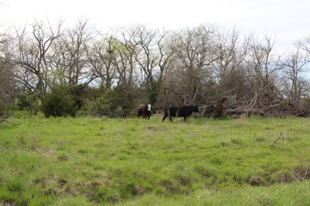 Lyon County, Kansas Land Auction - image 2