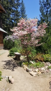 Siskiyou County, Yreka Off Grid Cabin For Sale - image 29