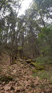 Siskiyou County, Yreka Off Grid Cabin For Sale - image 20