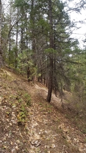 Siskiyou County, Yreka Off Grid Cabin For Sale - image 22