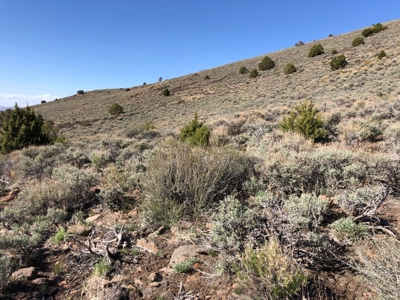 Nevada Buildable Ranch Horse Recreational Property For Sale - image 20