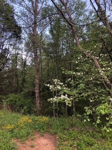 Wooded acreage for sale in Alexander County North Carolina - image 3
