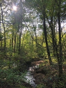 Wooded acreage for sale in Alexander County North Carolina - image 1