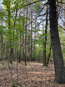 Wooded acreage for sale in Alexander County North Carolina - image 6