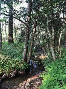 Wooded acreage for sale in Alexander County North Carolina - image 4