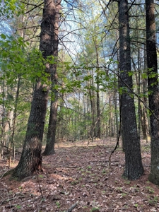 Wooded acreage for sale in Alexander County North Carolina - image 5