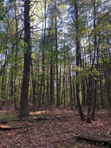 Wooded acreage for sale in Alexander County North Carolina - image 2