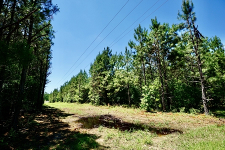 40 Acre Residential / Timber / Grand Cane, La - image 4