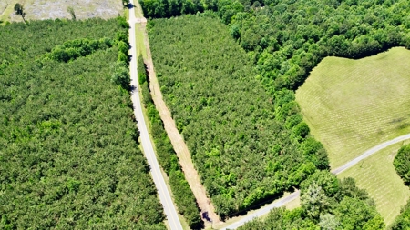 40 Acre Residential / Timber / Grand Cane, La - image 11