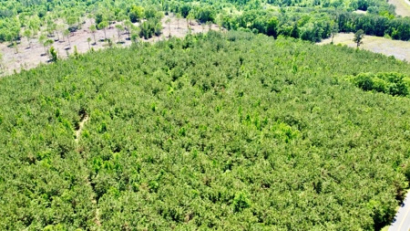 40 Acre Residential / Timber / Grand Cane, La - image 10