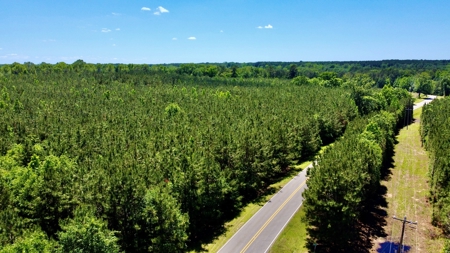 40 Acre Residential / Timber / Grand Cane, La - image 13
