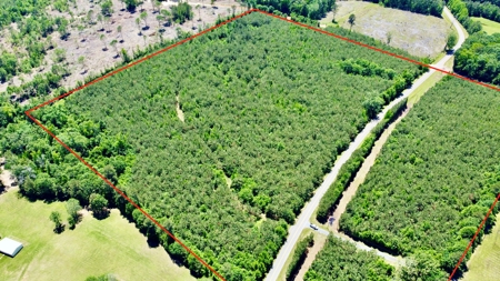 40 Acre Residential / Timber / Grand Cane, La - image 7