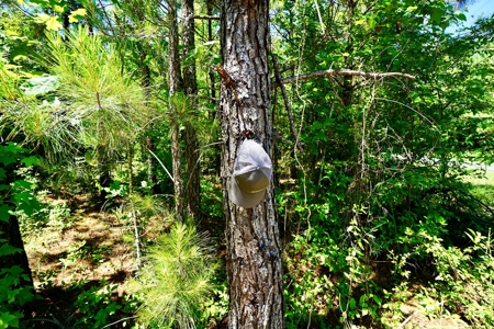 40 Acre Residential / Timber / Grand Cane, La - image 6