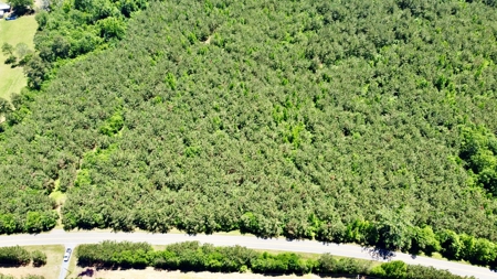 40 Acre Residential / Timber / Grand Cane, La - image 12