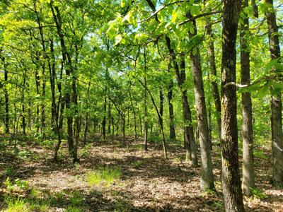 23.7 Acre Recreational Property - Off-Grid Cabin - image 8