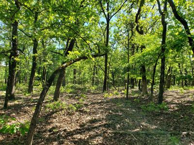 23.7 Acre Recreational Property - Off-Grid Cabin - image 13