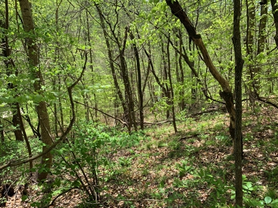 East Tennessee Land For Sale Hancock County at Auction - image 25