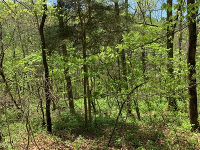 East Tennessee Land For Sale Hancock County at Auction - image 36