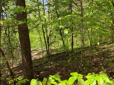 East Tennessee Land For Sale Hancock County at Auction - image 31