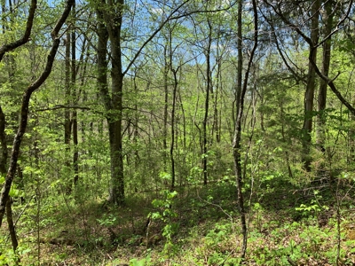 East Tennessee Land For Sale Hancock County at Auction - image 35