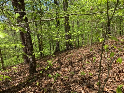 East Tennessee Land For Sale Hancock County at Auction - image 32