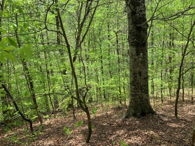 East Tennessee Land For Sale Hancock County at Auction - image 29