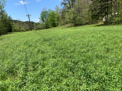 East Tennessee Land For Sale Hancock County at Auction - image 19