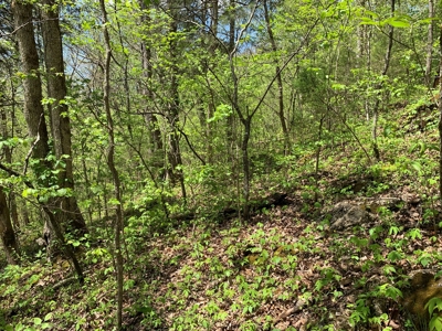 East Tennessee Land For Sale Hancock County at Auction - image 34