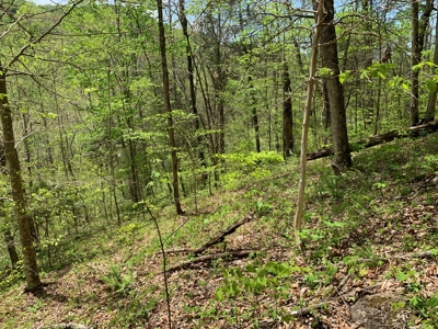 East Tennessee Land For Sale Hancock County at Auction - image 28