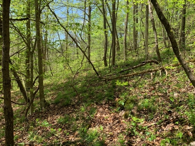 East Tennessee Land For Sale Hancock County at Auction - image 26