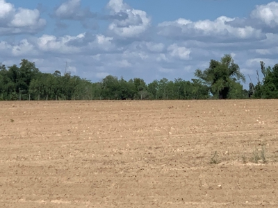 Farm with Hunting Land & Home For Sale in Jackson County, FL - image 7