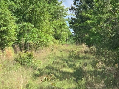 Farm with Hunting Land & Home For Sale in Jackson County, FL - image 14