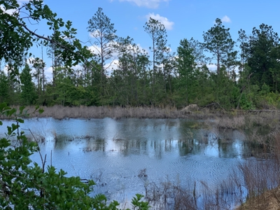 Farm with Hunting Land & Home For Sale in Jackson County, FL - image 3