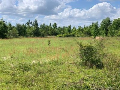 Farm with Hunting Land & Home For Sale in Jackson County, FL - image 13