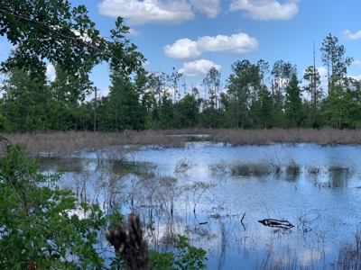 Farm with Hunting Land & Home For Sale in Jackson County, FL - image 2