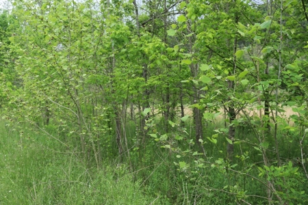 White River Building Lot For Sale - image 11