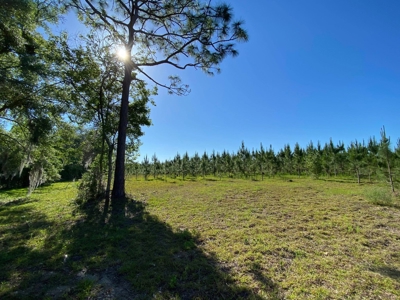 73+ Acres In Gilchrist County - image 1