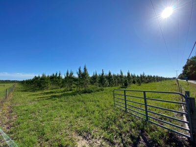 73+ Acres In Gilchrist County - image 4