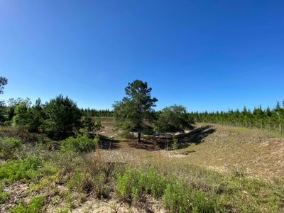 73+ Acres In Gilchrist County - image 3