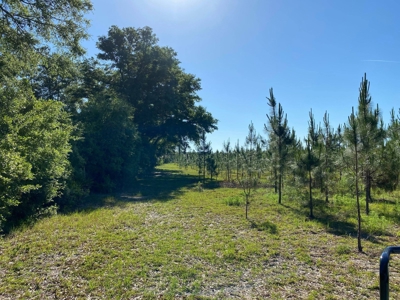 73+ Acres In Gilchrist County - image 2