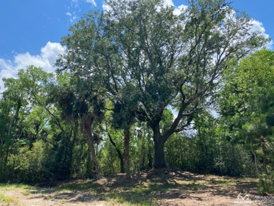 Coosaw/Judge Island Morgan River Estate Lot Beaufort - image 35