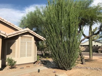 Your new Arizona luxury home - image 3