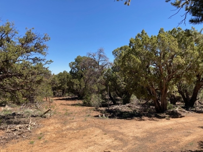 Land For Sale Mountain View Property Ouray County CO - image 19