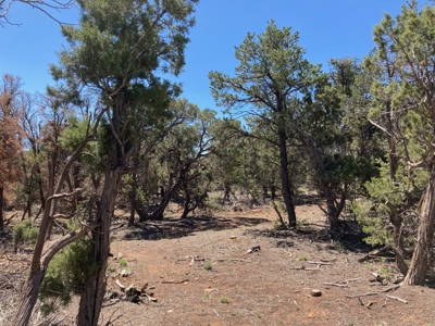 Land For Sale Mountain View Property Ouray County CO - image 13