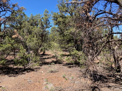 Land For Sale Mountain View Property Ouray County CO - image 15