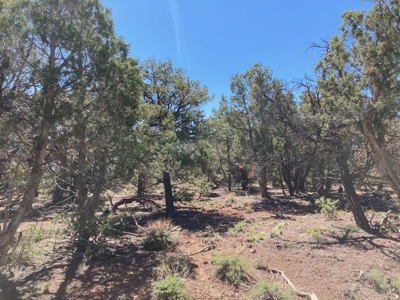 Land For Sale Mountain View Property Ouray County CO - image 2