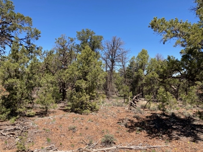 Land For Sale Mountain View Property Ouray County CO - image 16